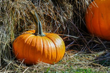 Güneşli bir sonbahar gününde taze doğal balkabağı..