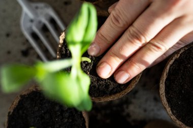 Dişi eller genç bir filizi tutuyor. Bahçe Evi.