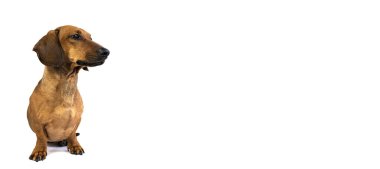 Beyaz arka planda kızıl saçlı yetişkin bir dachshund portresi.