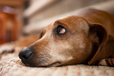 Evde dinlenen yaşlı bir dachshund 'un yakın plan portresi..