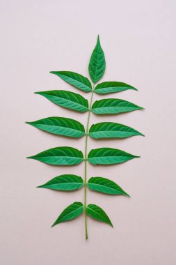 Açık bej arka planda yeşil yaprakları olan doğal bir kök. Düz yatış, mesaj için yer. Dikey resim.