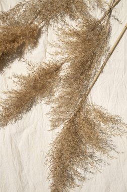 Bej tuval üzerinde otlar ve metin için yer var. Üst görünüm.