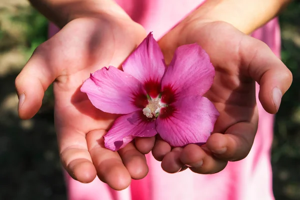 Dişi eller, doğanın arka planına karşı avuçlarında narin pembe bir amber çiçeği tutar..