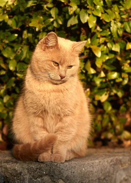 阳光明媚的日子 一只大姜猫正坐在街上 — 图库照片