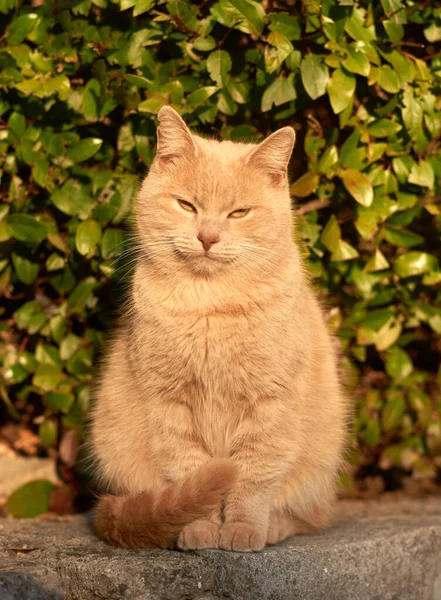 一只大红猫正坐在街上看着摄像机 — 图库照片