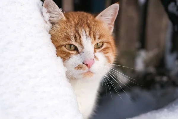 一只可爱的生姜猫从雪堆中窥探 2023年的象征 — 图库照片