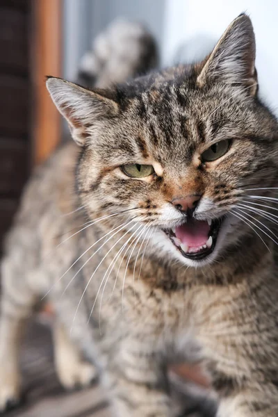 Eine Wildkatze Mit Offenem Maul Blickt Die Kamera Vertikales Bild — Stockfoto