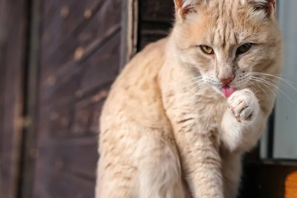 可爱的生姜猫咪特写 2023年的象征 猫舔它的爪子 — 图库照片
