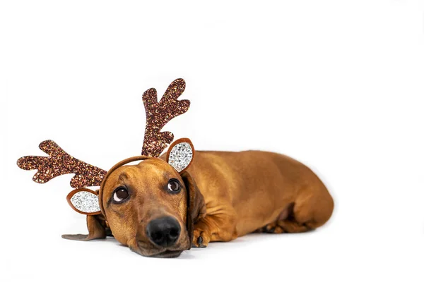 Beyaz arka planda geyik boynuzları olan komik bir dachshund. Yan görünüm, metin için yer.