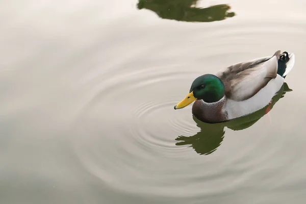 Drake Sauvage Nage Dans Lac Dans Parc — Photo