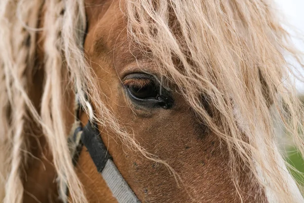 stock image Beautiful portrait of a dark brown Icelandic horse with a long mane.