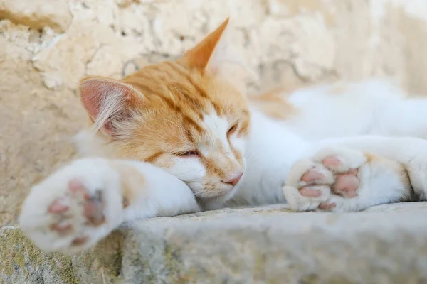 Charmante Gember Kitten Slaapt Trap Van Het Huis Een Zomerse — Stockfoto