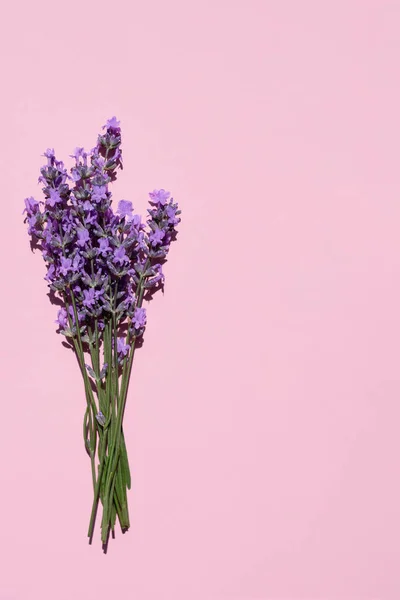 Fresh natural lavender bouquet on pink background. Flat lay, place for text. vertical image.