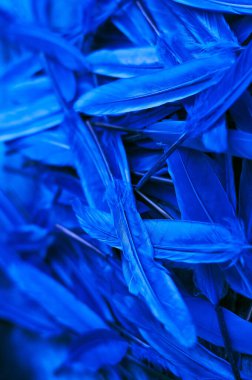 Soyut mavi tüyler. Tasarım için arka plan. Düz yatıyordu. Mesaj için yer. Dikey resim.