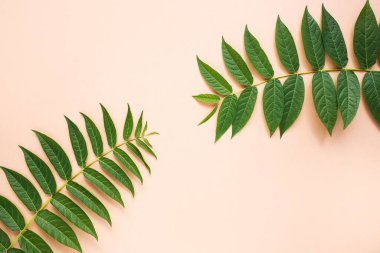 Bej arka planda doğal yeşil yaprakları olan yaz en düşük arka plan. Düz yatış, metin için yer.