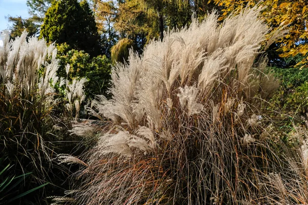 Αφρώδεις Θάμνοι Από Γρασίδι Πάμπας Στον Κήπο Reed Γρασίδι Στον — Φωτογραφία Αρχείου