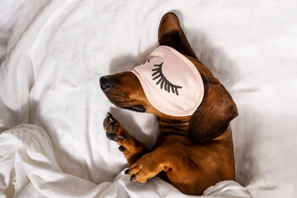 Yetişkin kızıl saçlı bir dachshund beyaz bir yatakta dinleniyor ve uyumak için pembe gözlük takıyor. Dachshund yatakta uyuyor. Yan görünüm.