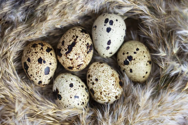 Свежие Натуральные Перепелиные Яйца Гнезде Закрыть Вид Сверху — стоковое фото