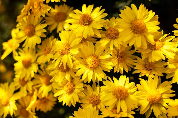 Жовті Осінні Квіти Саду Сонячний День — стокове фото