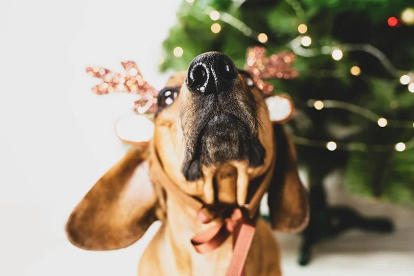 Kafasında geyik boynuzları olan Dachshund Noel ağacının yanında oturuyor..
