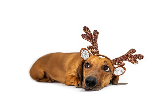 stock image Funny dachshund with deer antlers on his head on a white background. Side view, place for text.