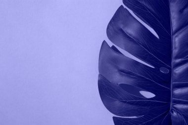 Sağlam bir arka planda canavar yaprağı. Düz yatış, mesaj için yer. 2022 Yılının Moda Rengi.