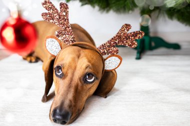 Geyik kostümlü komik bir dachshund Noel ağacı süslemesine bakıyor..