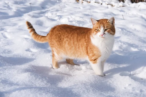 Červená Roztomilá Kočka Sněhu Slunečného Zimního Dne Boční Pohled Zblízka — Stock fotografie