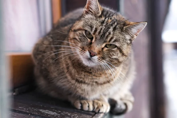 Šedá Pouliční Kočka Podívá Kamery Boční Pohled Zblízka — Stock fotografie