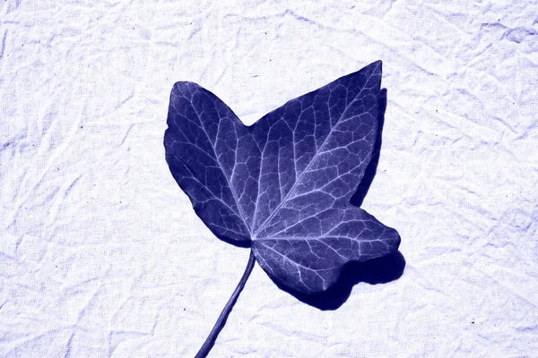 Ivy leaf close-up on canvas. Flat lay, place for text. Trendy Color of Year 2022.