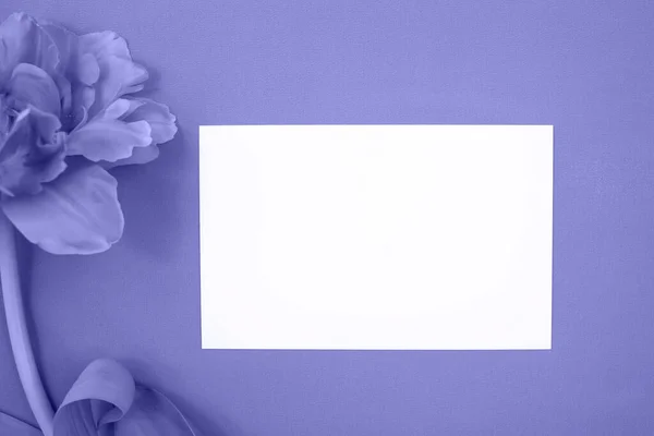 Чистый Белый Лист Твёрдом Фоне Естественный Нежный Цветок Тюльпана Квартира — стоковое фото