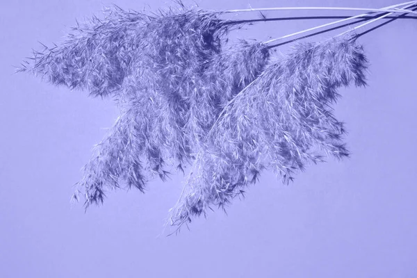 Три Ветви Сухой Пампасовой Травы Трендовом Цвете 2022 Года Плоский — стоковое фото