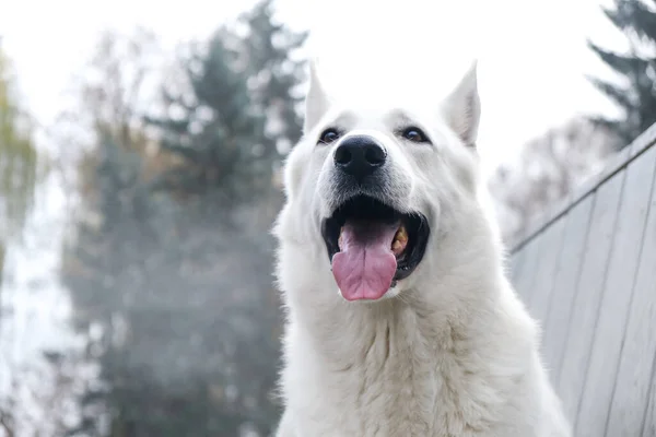 Kış Parkındaki Beyaz Skoç Çoban Köpeği Portresi Köpek Dili Dışarıda — Stok fotoğraf