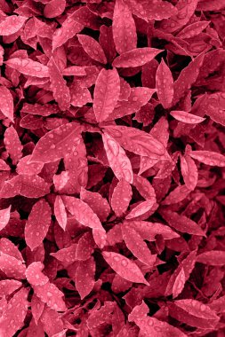 Yağmurdan sonra su damlaları, üst manzara. Olor Viva Magenta. 2023 'ün renklerinin gösterimi. Dikey resim.