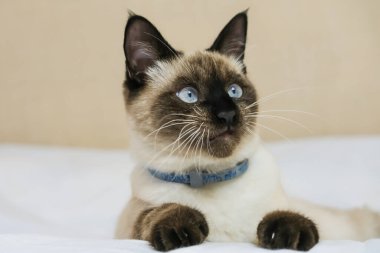 Mavi gözlü tüylü bir Siyam kedisi yatakta dinleniyor. Yan görünüm, yakın plan.