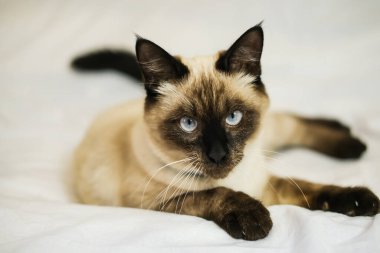 Mavi gözlü tüylü bir Siyam kedisi yatakta dinleniyor. Yan görünüm, yakın plan.