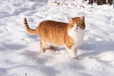 Soğuk bir kış gününde karda kırmızı bir kedi yürür..