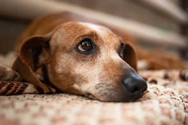 Yaşlı, kır saçlı bir dachshund köpeğinin portresi. Yakın plan. Köpek yatağında dinleniyor..