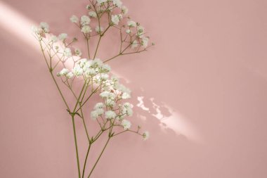 Gypsophila branch with white delicate flowers on a pink background. Flat lay, space for text. Holiday minimal composition.