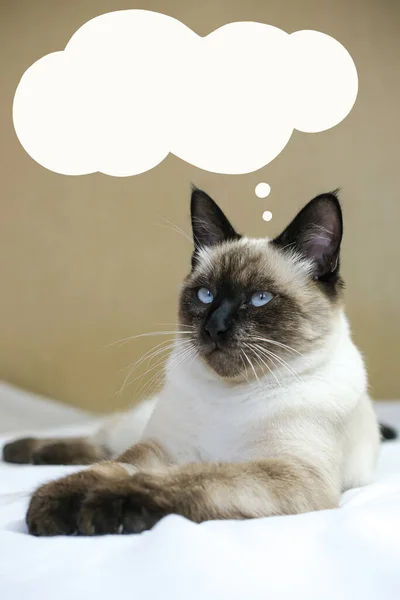 Siamesisk Katt Tänker Eller Drömmer Något Med Textbubbla Vertikal Bild — Stockfoto