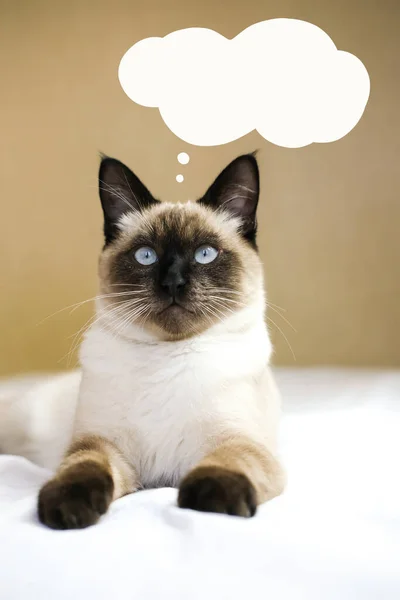 暹罗猫在想或梦想着文字泡沫的东西 垂直图像 — 图库照片