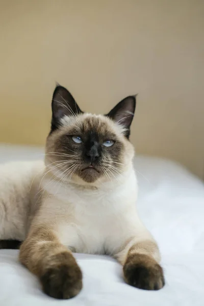 毛绒绒的暹罗猫 蓝眼睛 靠着米色的背景坐在沙发上 垂直图像 — 图库照片