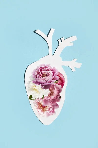 Anatomiskt Papper Hjärta Med Naturliga Färger Blått Papper Bakgrund Begreppet — Stockfoto