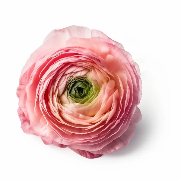Рожевий Ранункулус Анікус Ізольований Білому — стокове фото