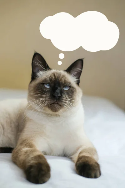 stock image Siamese cat thinking or dreaming about something with a text bubble over her head. Vertical image.