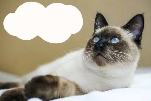 Portret Niebieskookiego Syjamskiego Kotka Bańką Smsową Nad Głową Kot Myśli — Zdjęcie stockowe