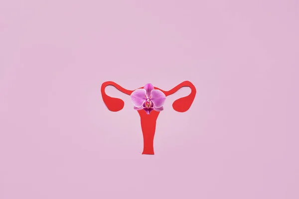 Útero Anatômico Ovários Fundo Rosa Conceito Prevenção Tratamento Doenças Femininas — Fotografia de Stock