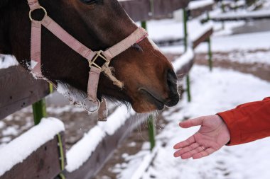 Bir adam çiftlikte bir atı besler.