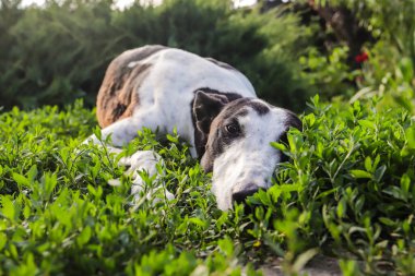 Tazı, güneşli bir günde yeşil çimlerde oynar..