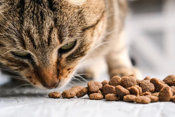 Gri çizgili bir kedi büyük bir iştahla kuru kedi maması yer..